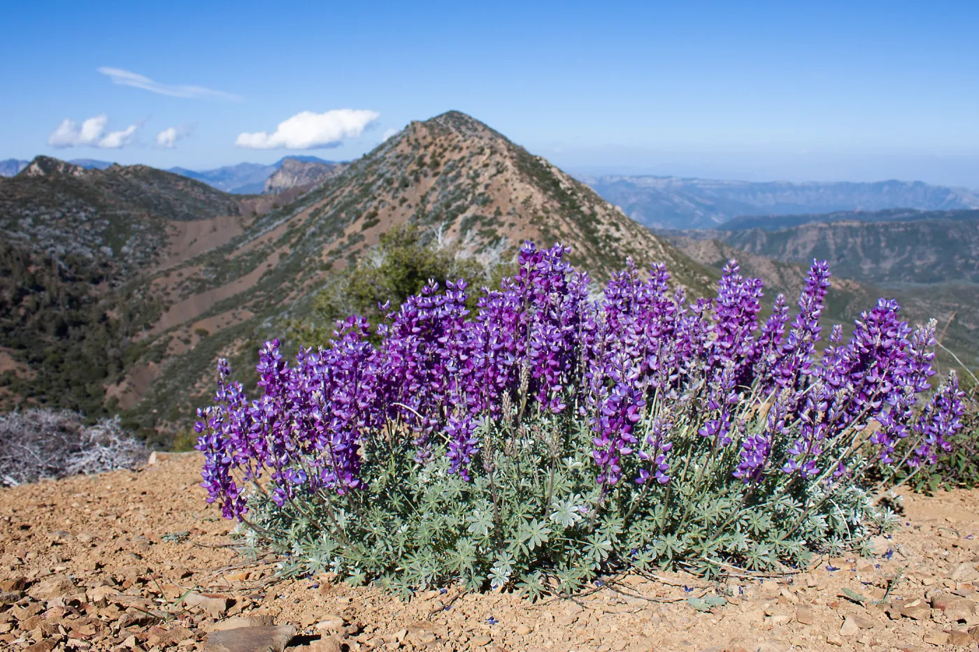 Lupinus excubitus austomontanus (mountain bush lupine), Unnamed peak near foot path/Red reef trail east of Nordhoff Ridge Road, Ojai, CA, Thomas Fire Survey - Mapping Recovery project