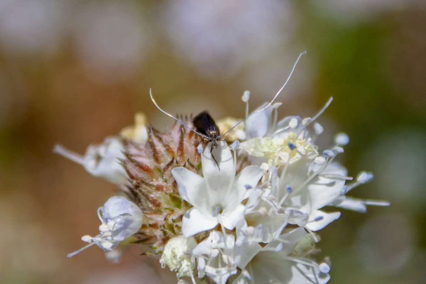 Adela moth species (genus fairy moths) on Gilia sp., Red Reef Trail, Ojai, CA, Thomas Fire Survey - Mapping Recovery project