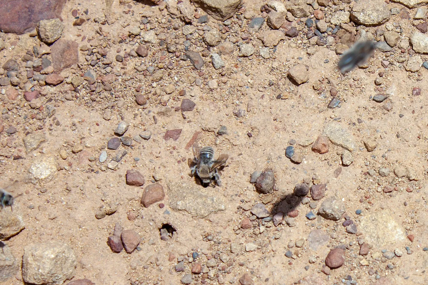 Diadasia bituberculata (bindweed turret bees), Sisar Canyon Road, Ojai, CA, Thomas Fire Survey - Mapping Recovery project