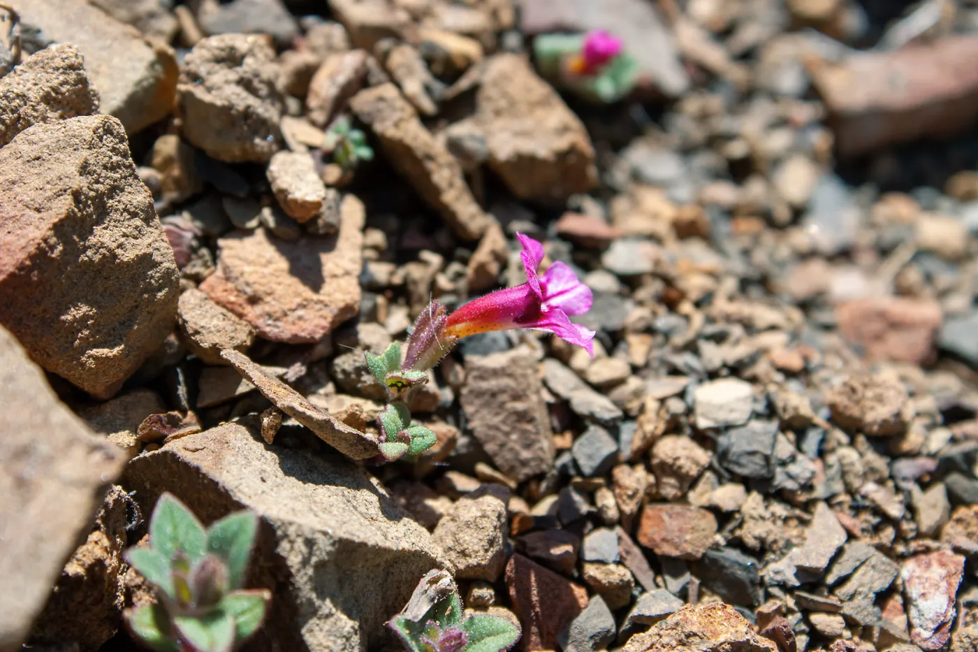 Diplacus johnstonii (Johnston's monkeyflower), Lion Canyon Trail, Ojai, CA, Thomas Fire Survey - Mapping Recovery project