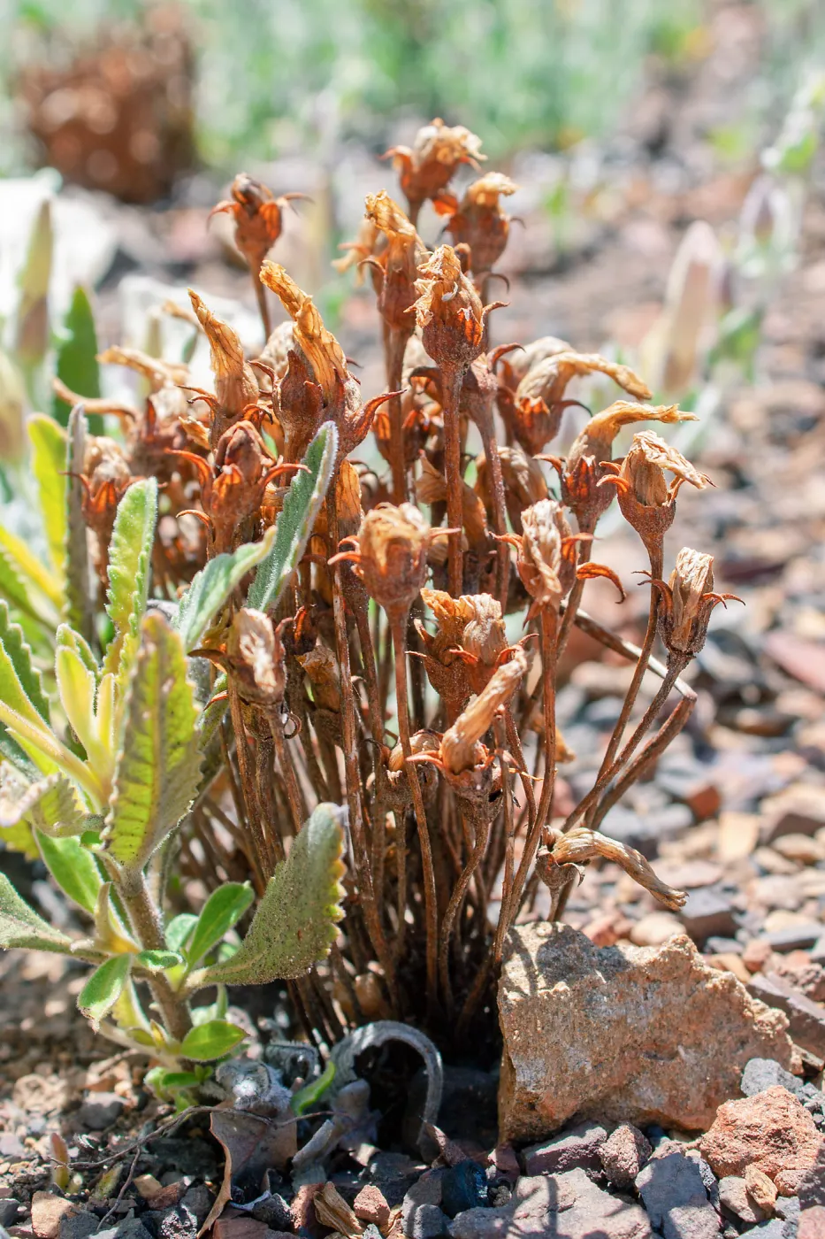 Aphyllon fasciculatum (clustered broomrape), a parasitic plant, Lion Canyon Trail, Ojai, CA, Thomas Fire Survey - Mapping Recovery project