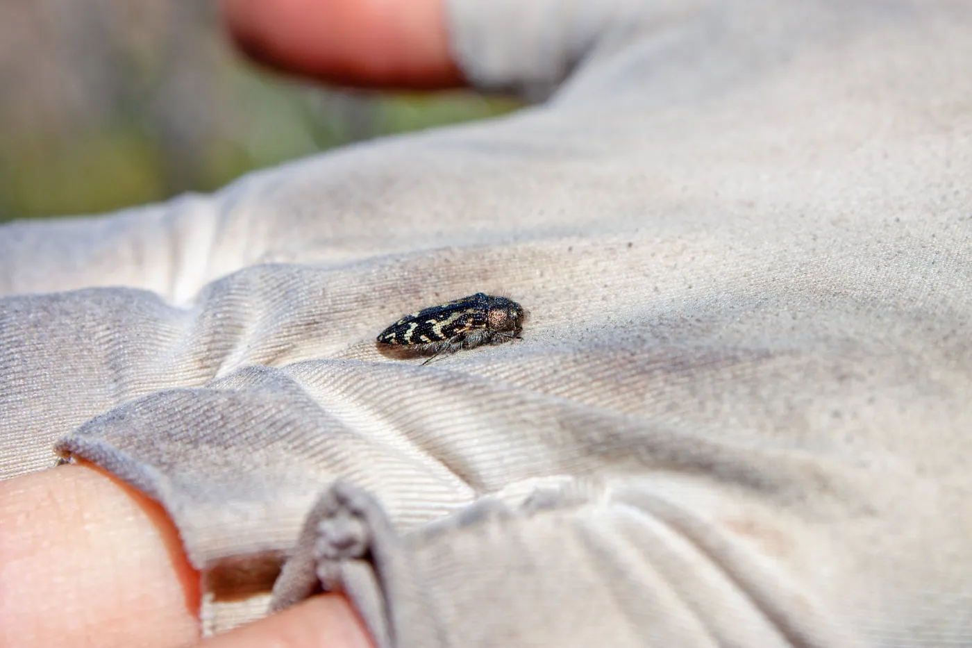 Acmaeodera connexa (a metallic wood-boring beetle), Lion Canyon Trail, Ojai, CA, Thomas Fire Survey - Mapping Recovery project