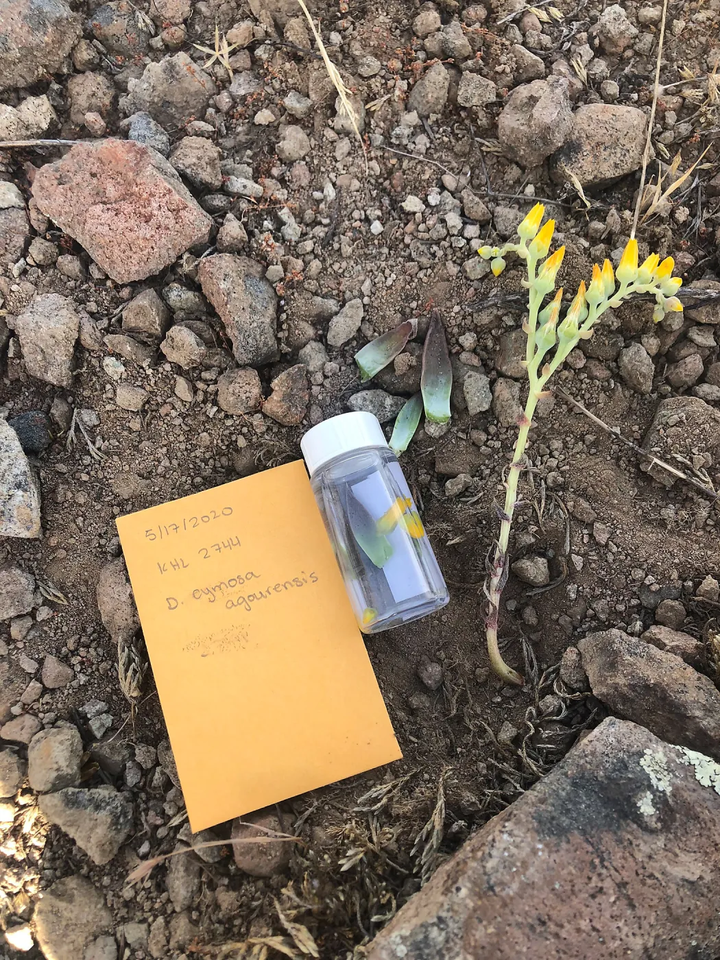 Tissue and voucher collection of D. cymosa subsp. agourensis, Lake Eleanor Sentinel Open Space, Thousand Oaks