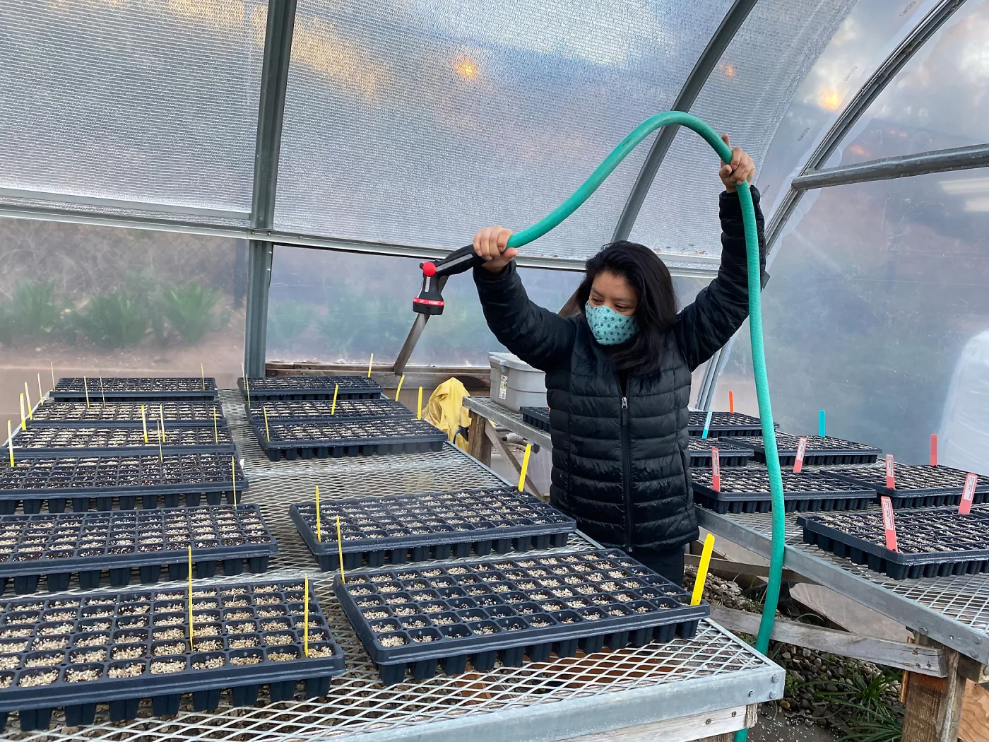 Botany Technician, Isabel Rivera, waters seedlings in the nursery