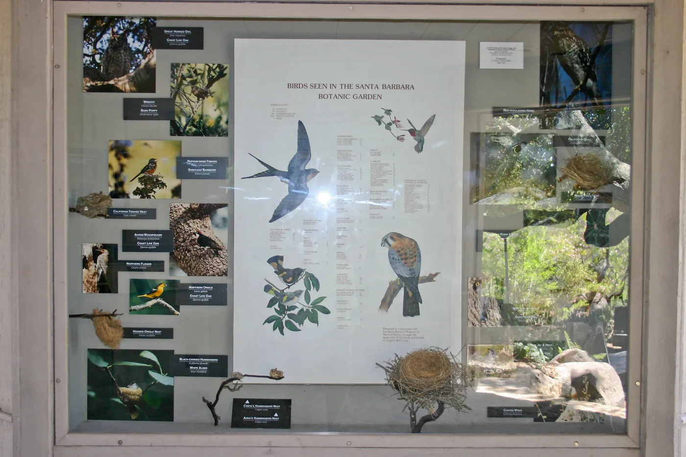 Birds seen in the Garden display in the Information Kiosk