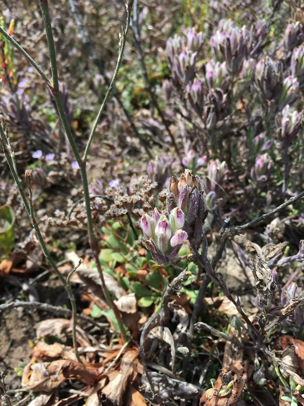 Salt Marsh Bird's Beak Chloropyron maritimum ssp maritimum and Limonium duriusculum