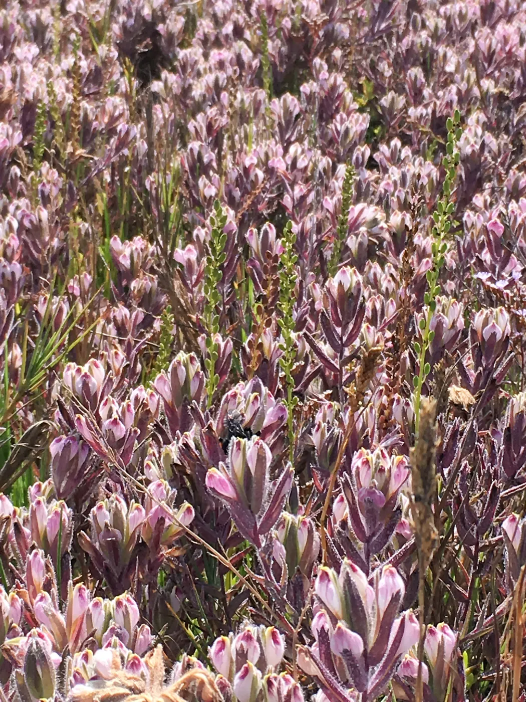 Salt Marsh Bird's Beak Chloropyron maritimum ssp maritimum