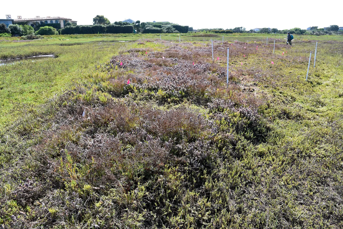 Salt Marsh Bird's Beak Chloropyron maritimum ssp maritimum at Carpinteria Salt Marsh Preserve