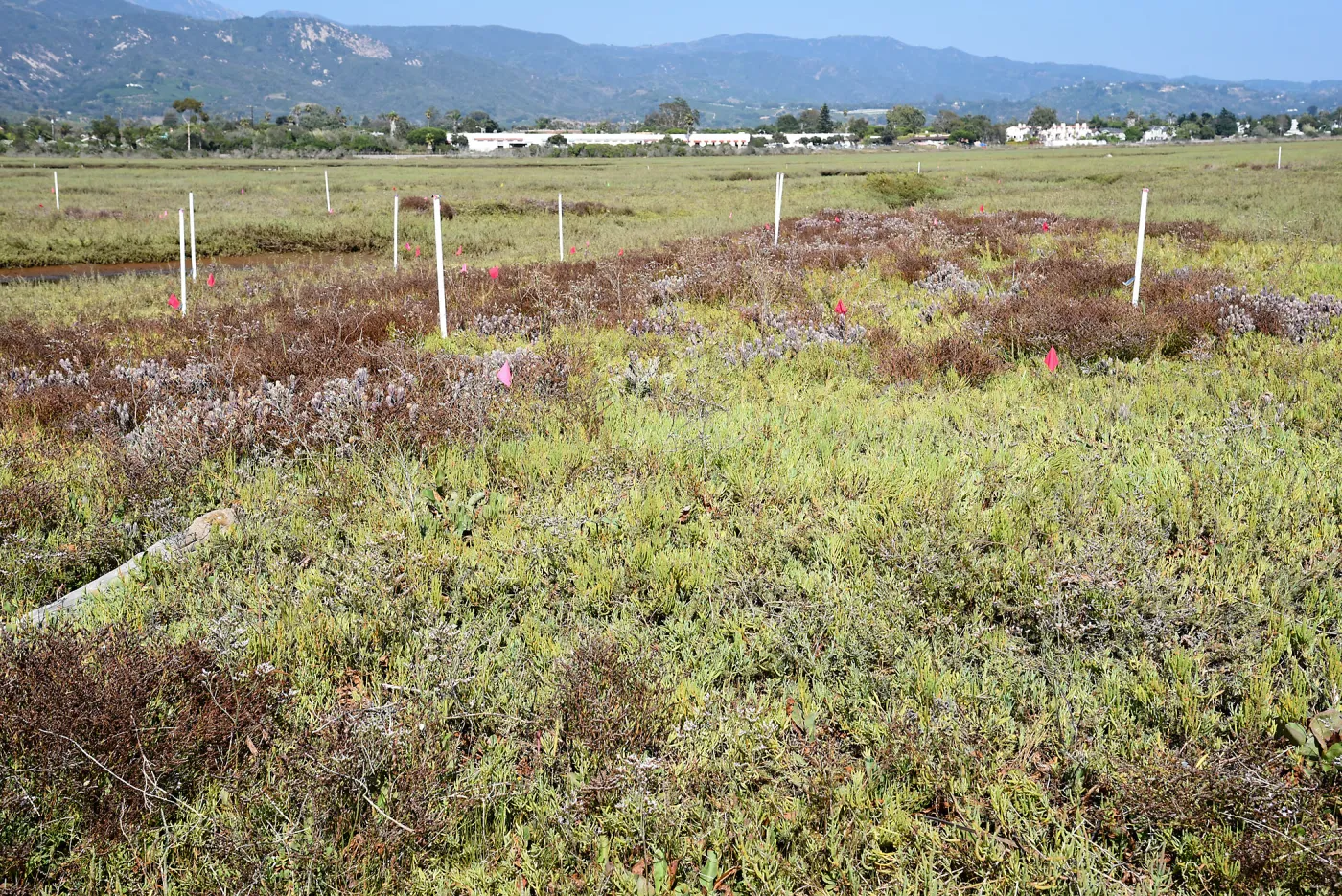 Salt Marsh Bird's Beak Chloropyron maritimum ssp maritimum research plots