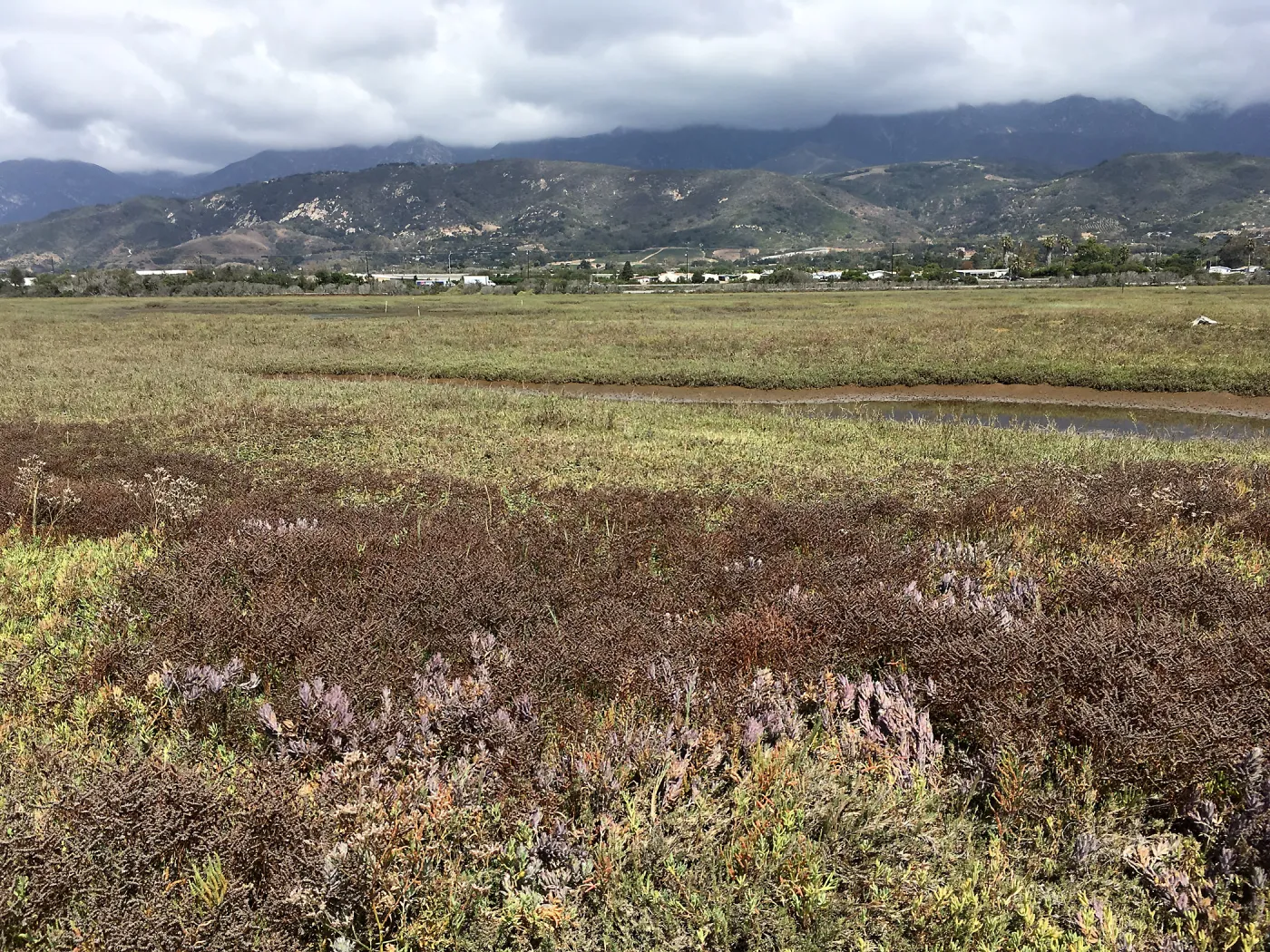 Salt Marsh Bird's Beak Chloropyron maritimum ssp maritimum and Limonium duriusculum at Carpinteria Salt Marsh Preserve