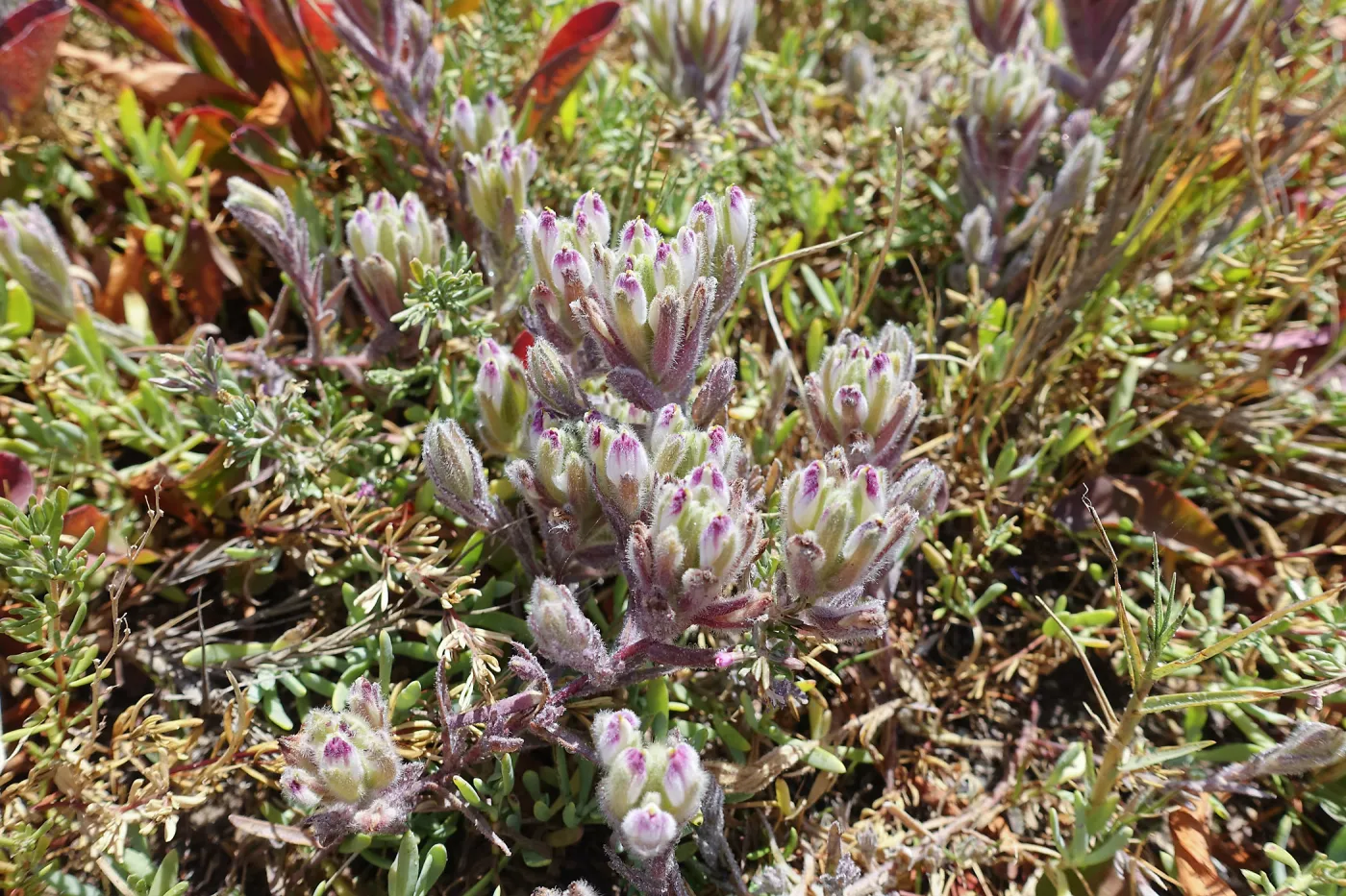 Salt Marsh Bird's Beak Chloropyron maritimum ssp maritimum