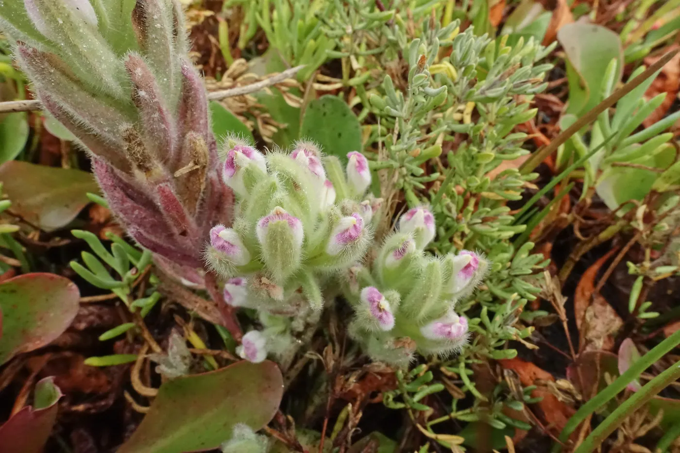 Salt Marsh Bird's Beak Chloropyron maritimum ssp maritimum