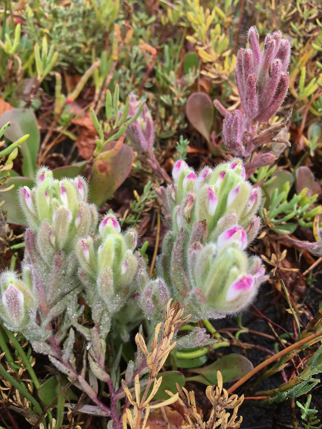 Salt Marsh Bird's Beak Chloropyron maritimum ssp maritimum