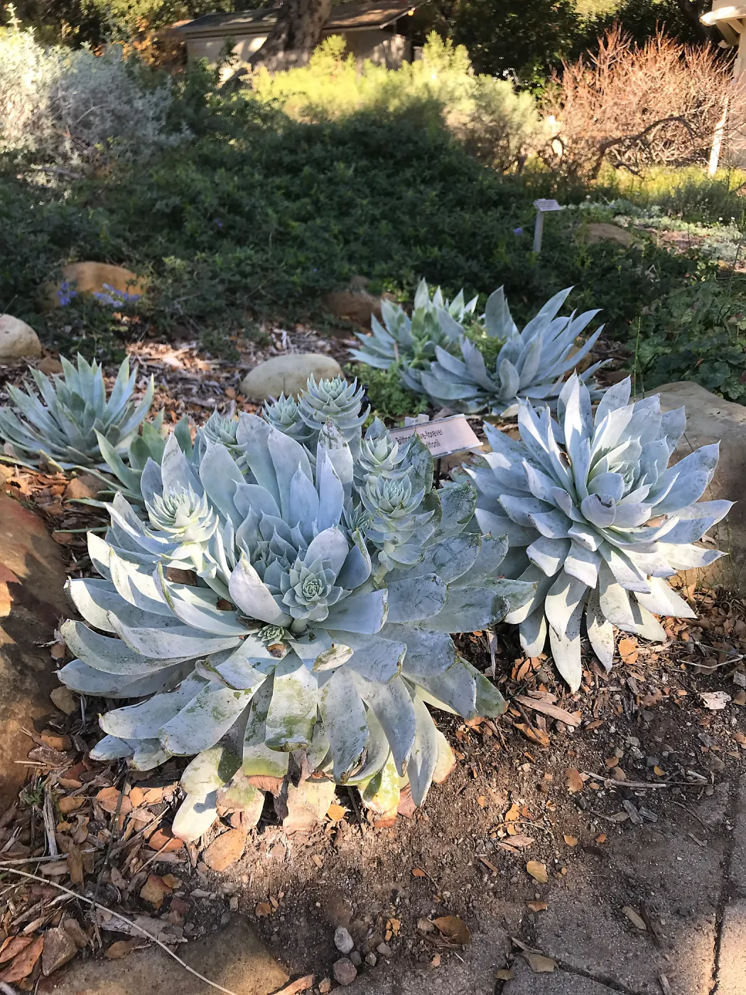 Dudleya brittonii at the entrance