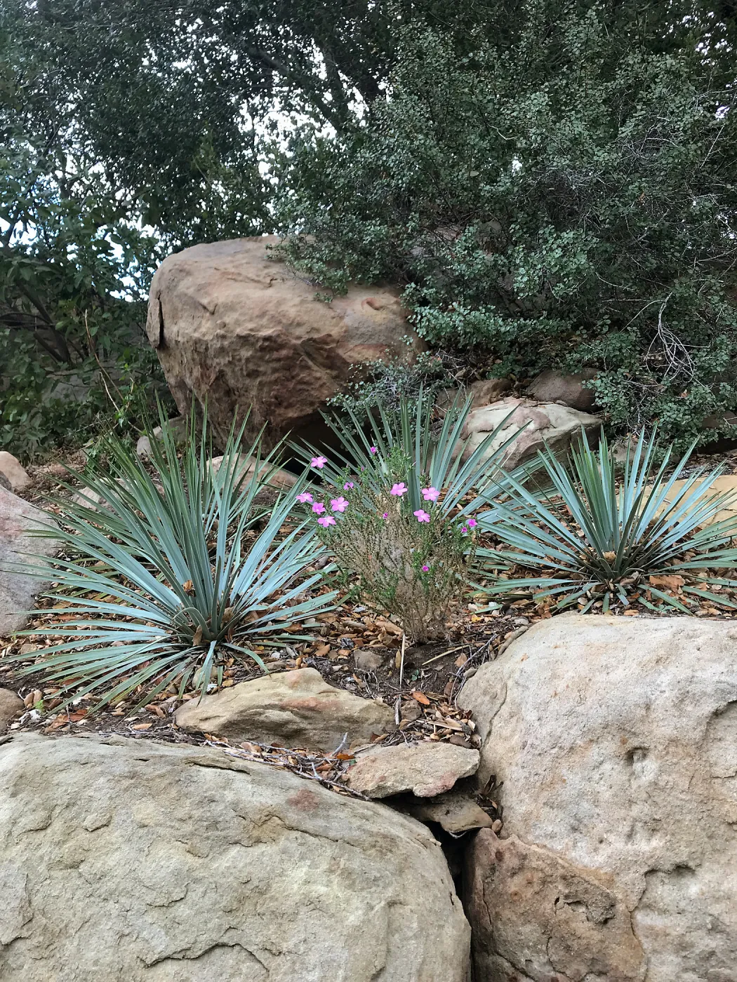Yucca and prickly phlox on the Campbell Trail