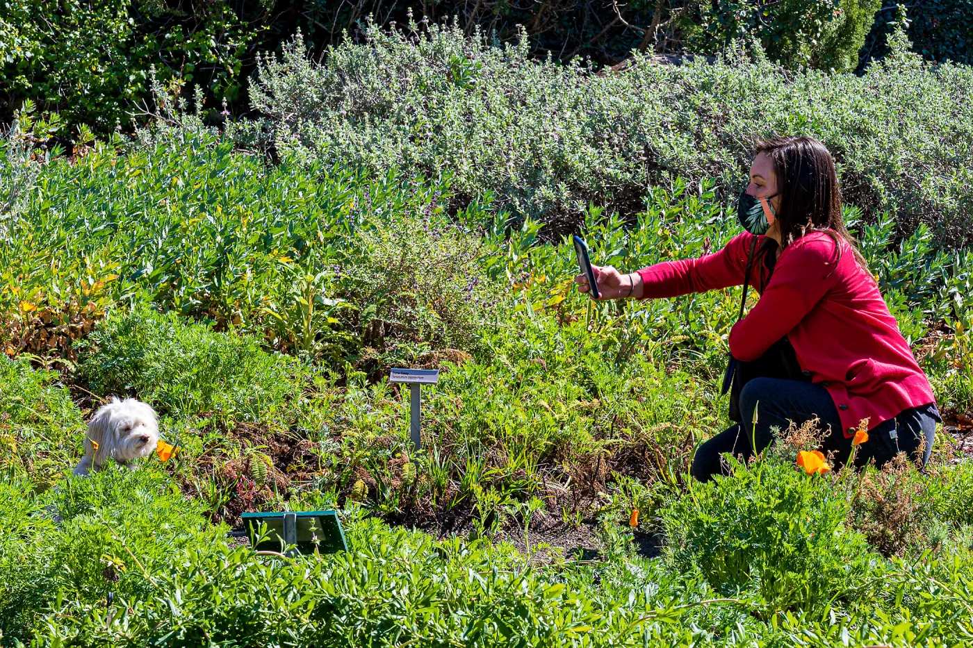 Face Coverings in the Garden