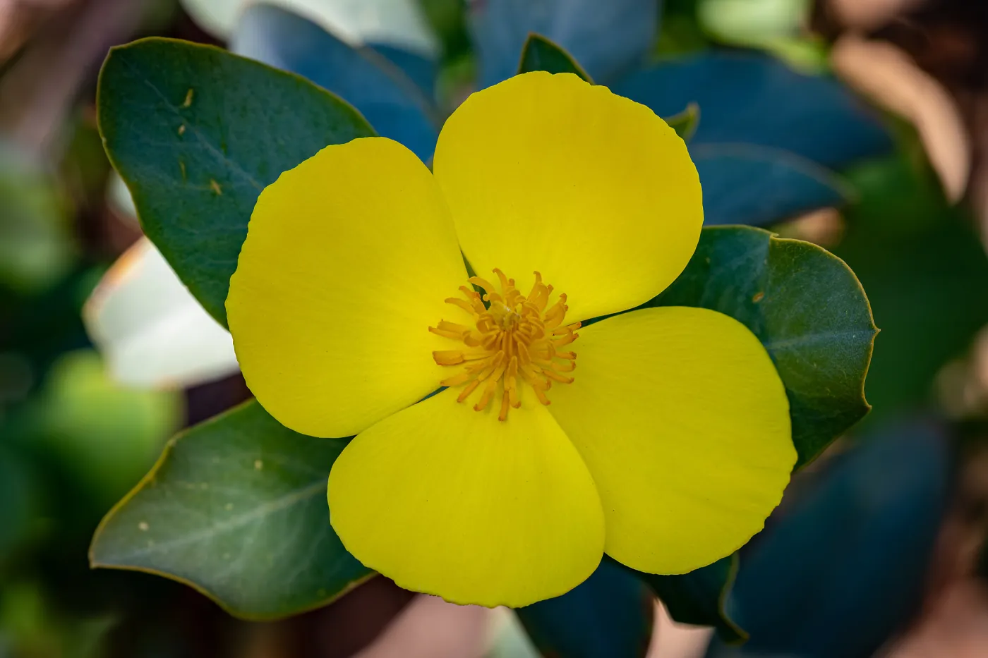 California Bush Poppy