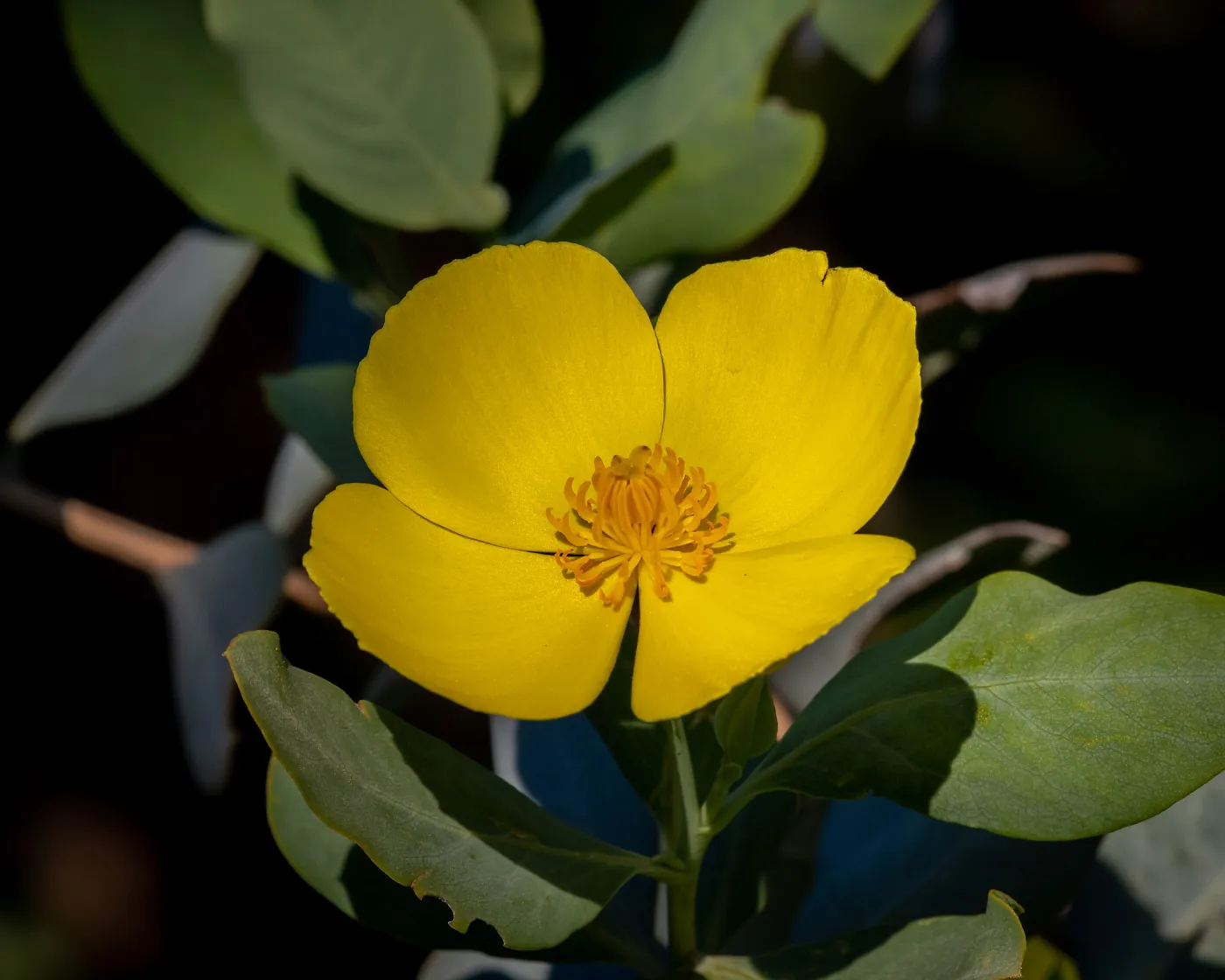 California Bush Poppy
