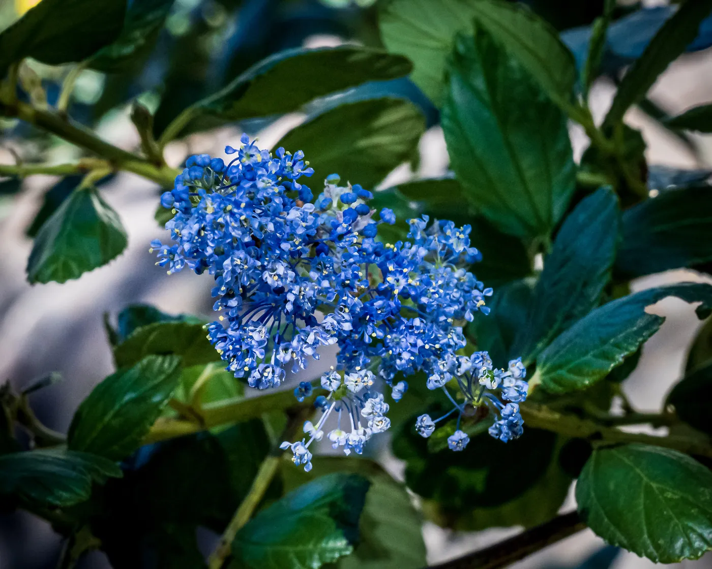 Ray Hartman Ceanothus