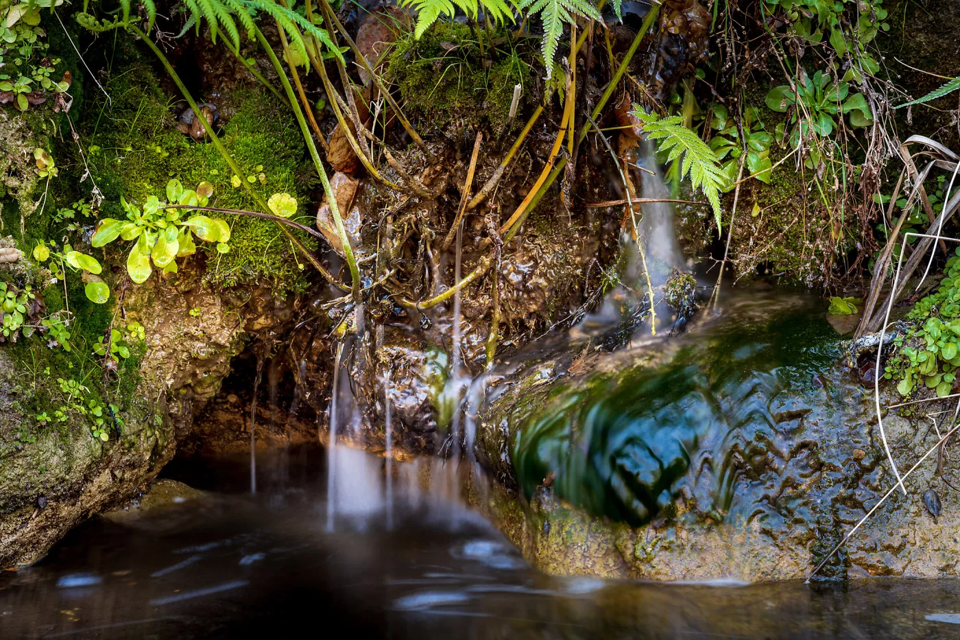Fern Grotto