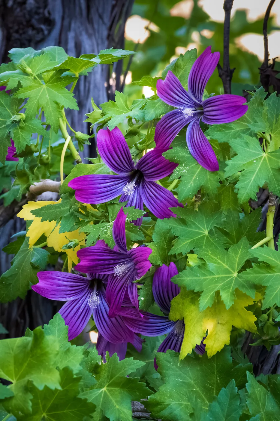 Island Mallow