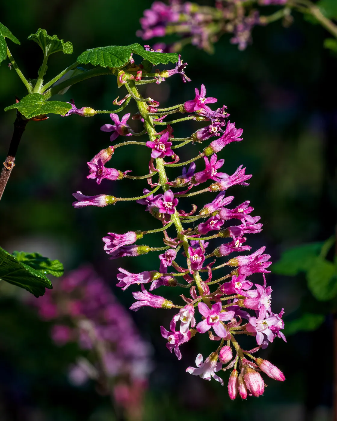 Pink-Flowered Currant