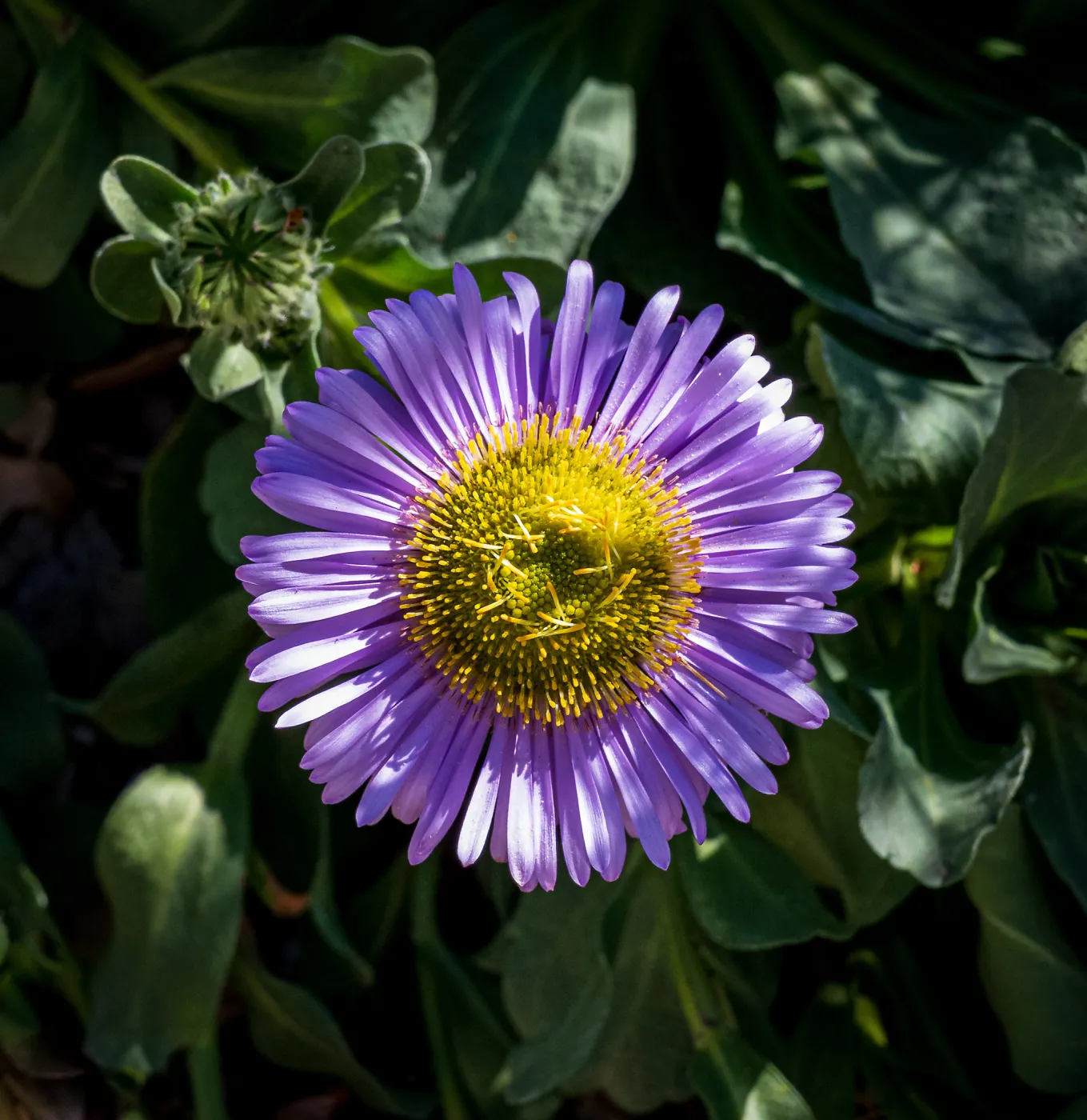Ronâ€™s Pink Seaside Daisy