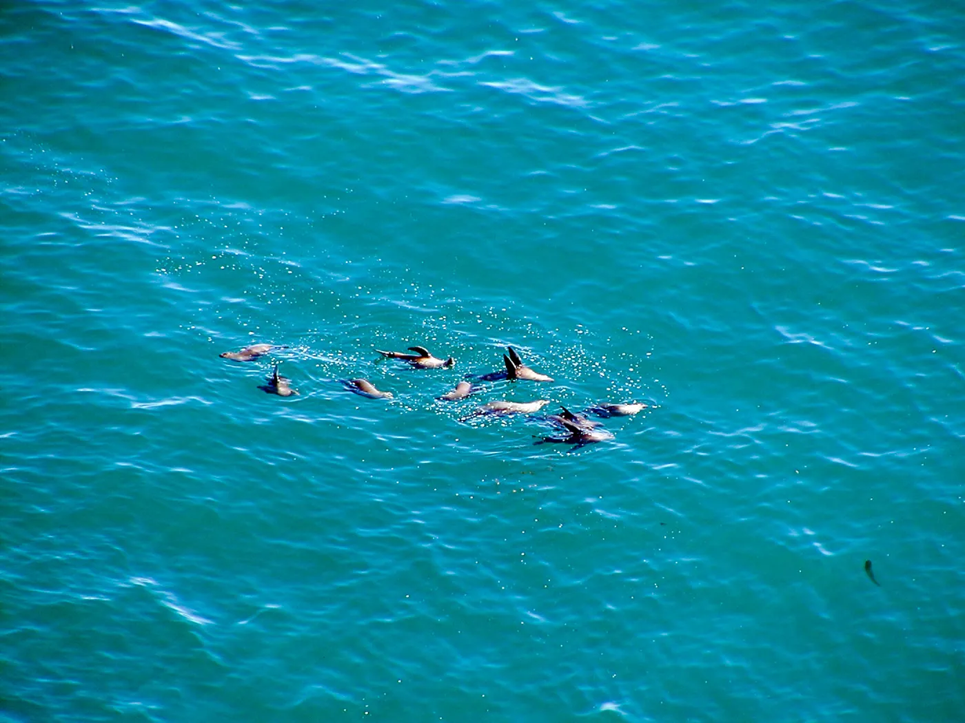 Anacapa Island Trip, pod of dolphins