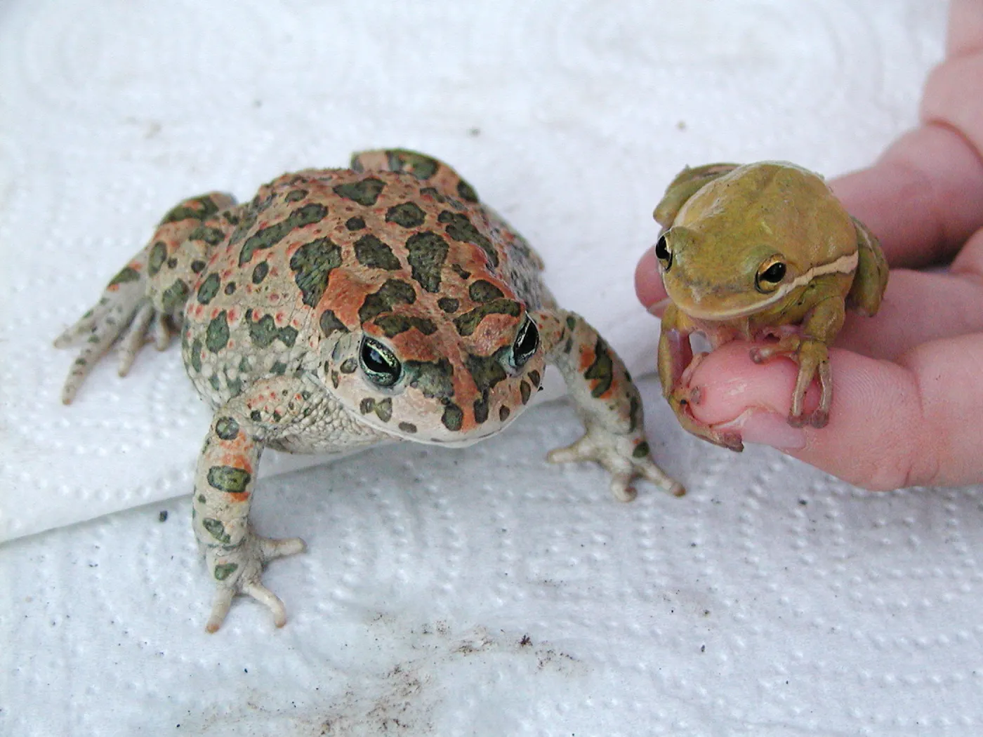 Great Garden Nature Night, Frog and toad