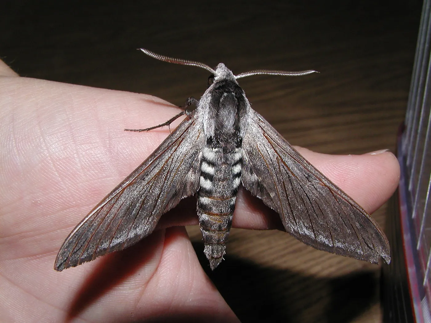 Great Garden Nature Night, hawk or sphinx moth