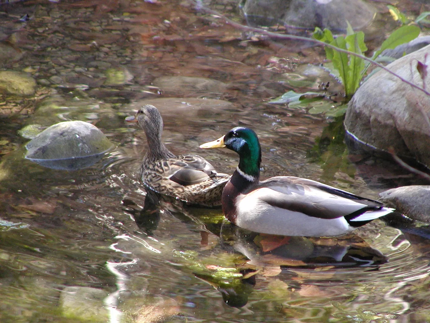 Lake Casitas boat tour, mallard pair
