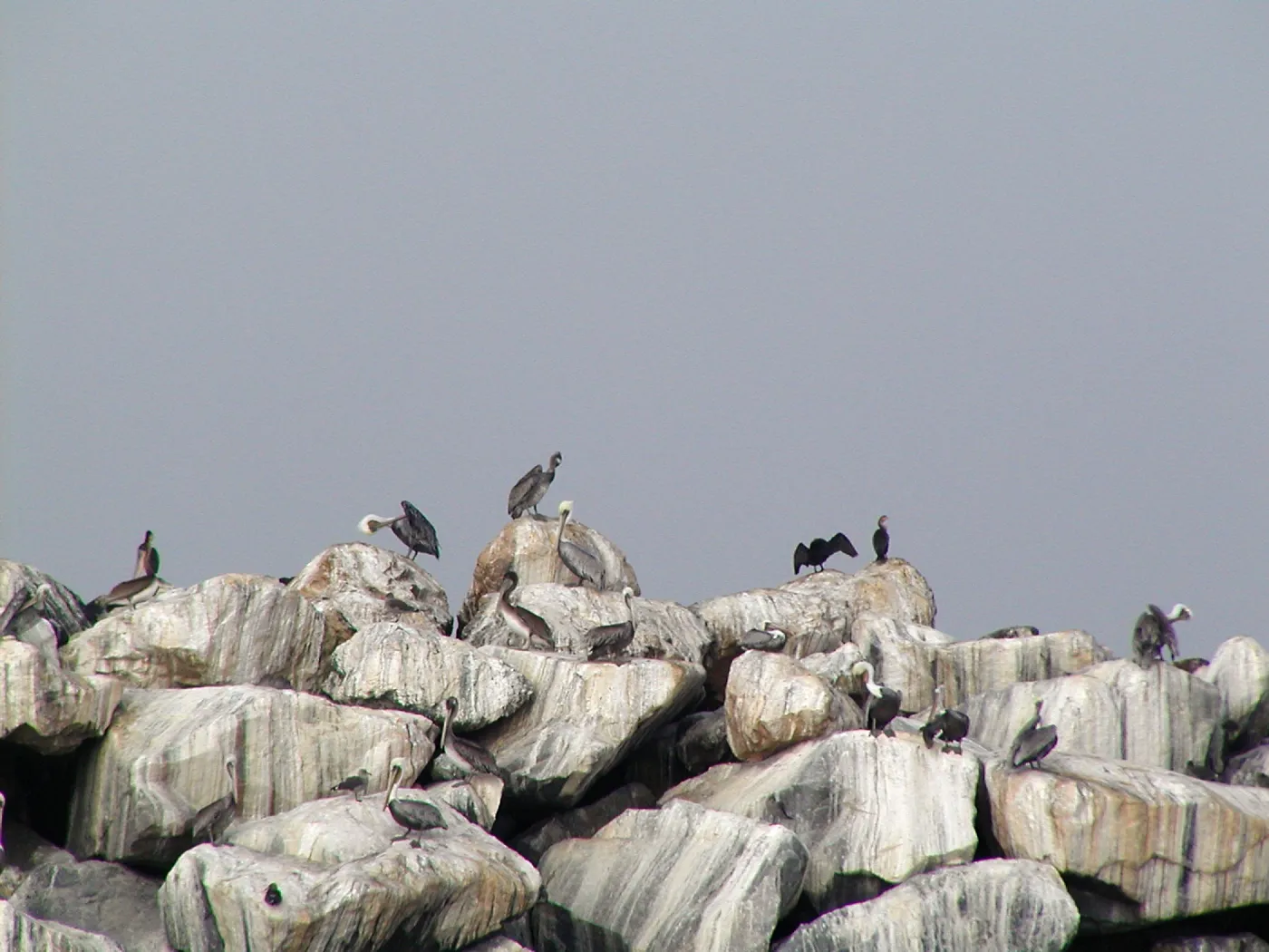 Santa Barbara Island trip, pelicans on rocks