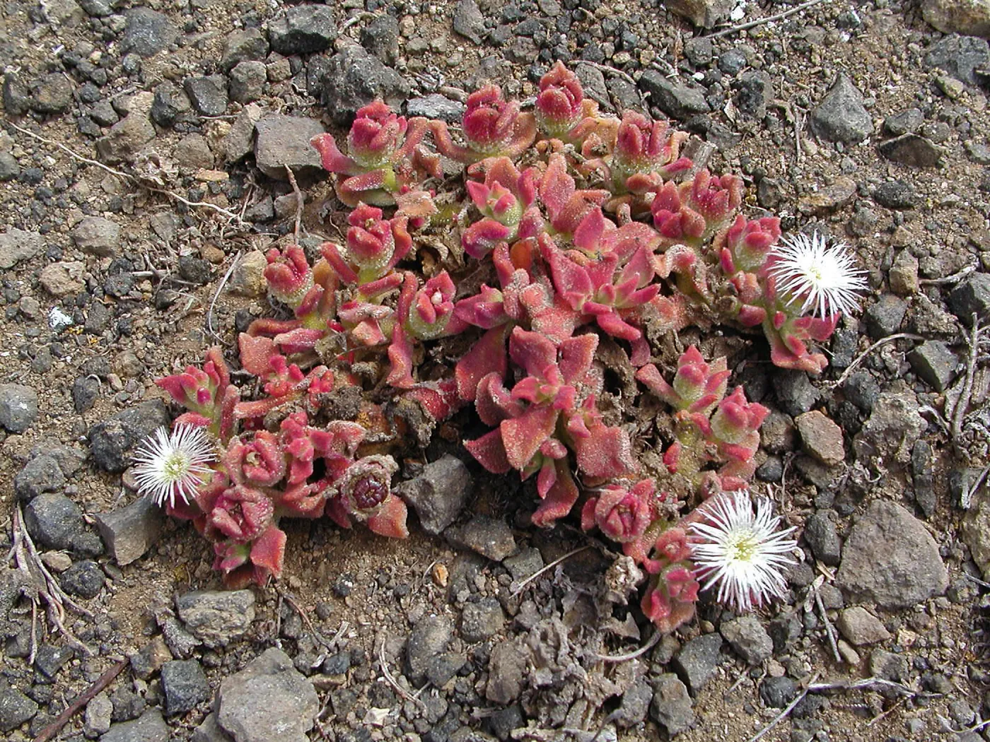 Santa Barbara Island trip, Ice Plant