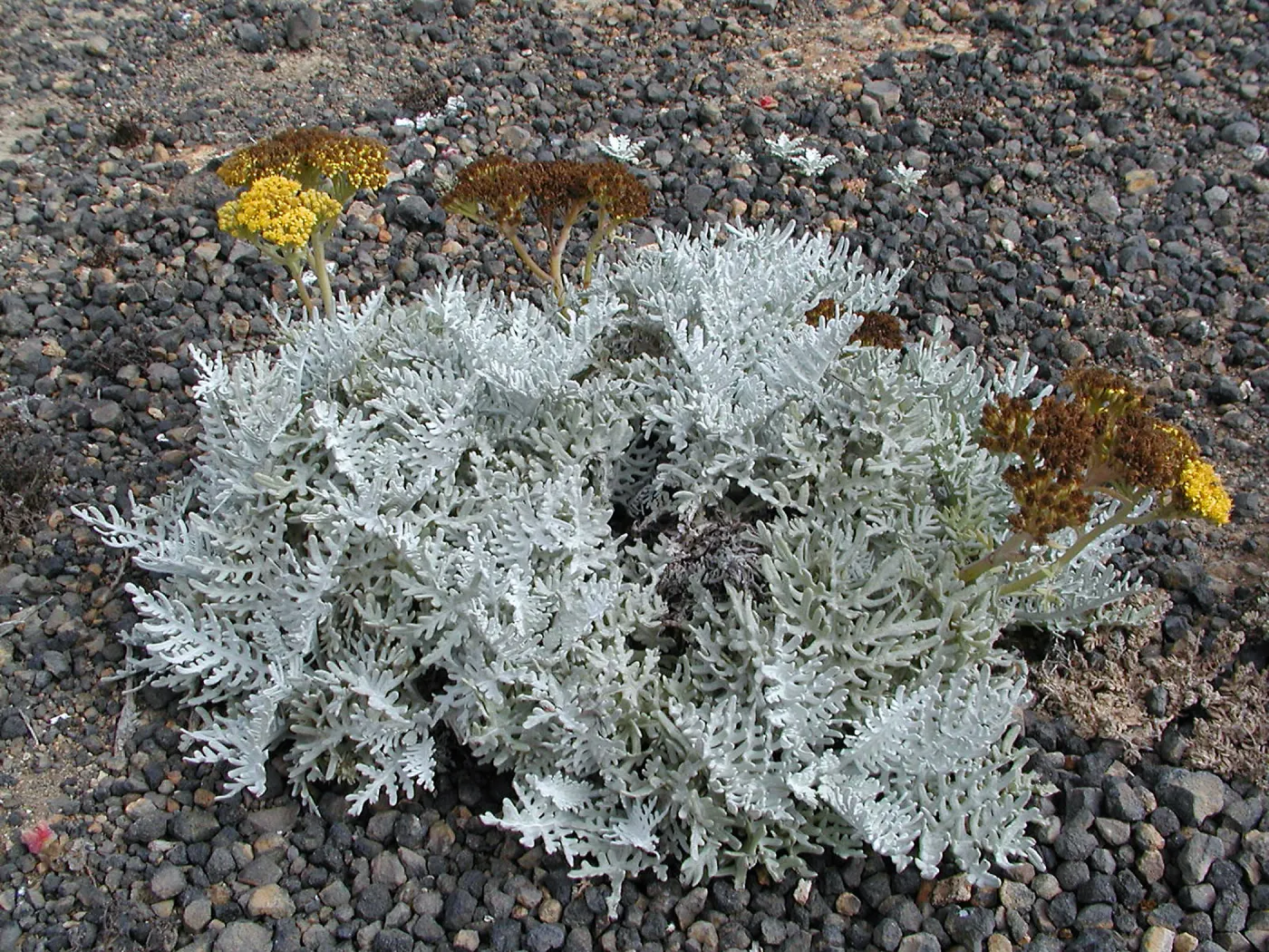 Santa Barbara Island trip, Eriophyllum