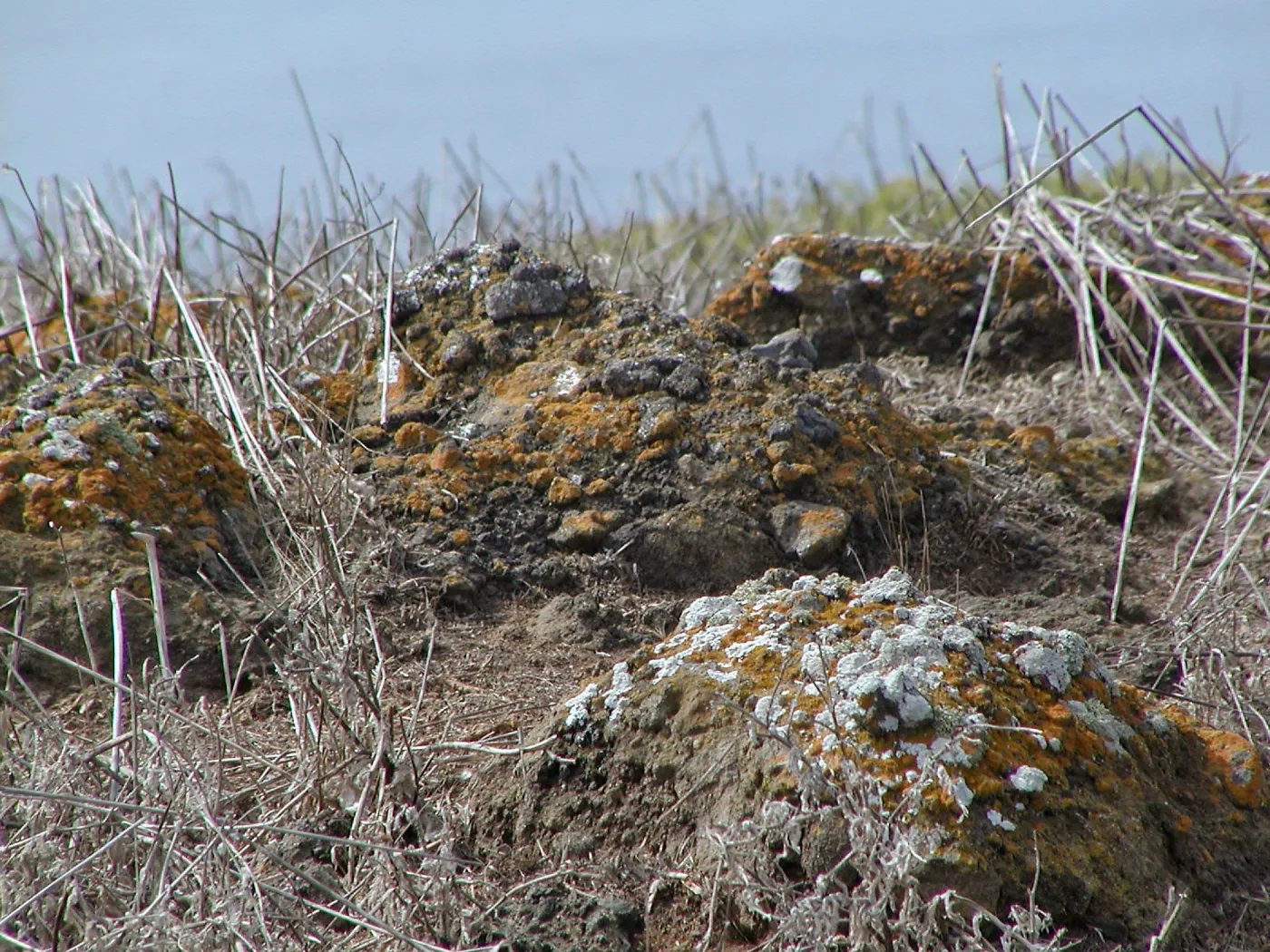 Santa Barbara Island Trip, lichen
