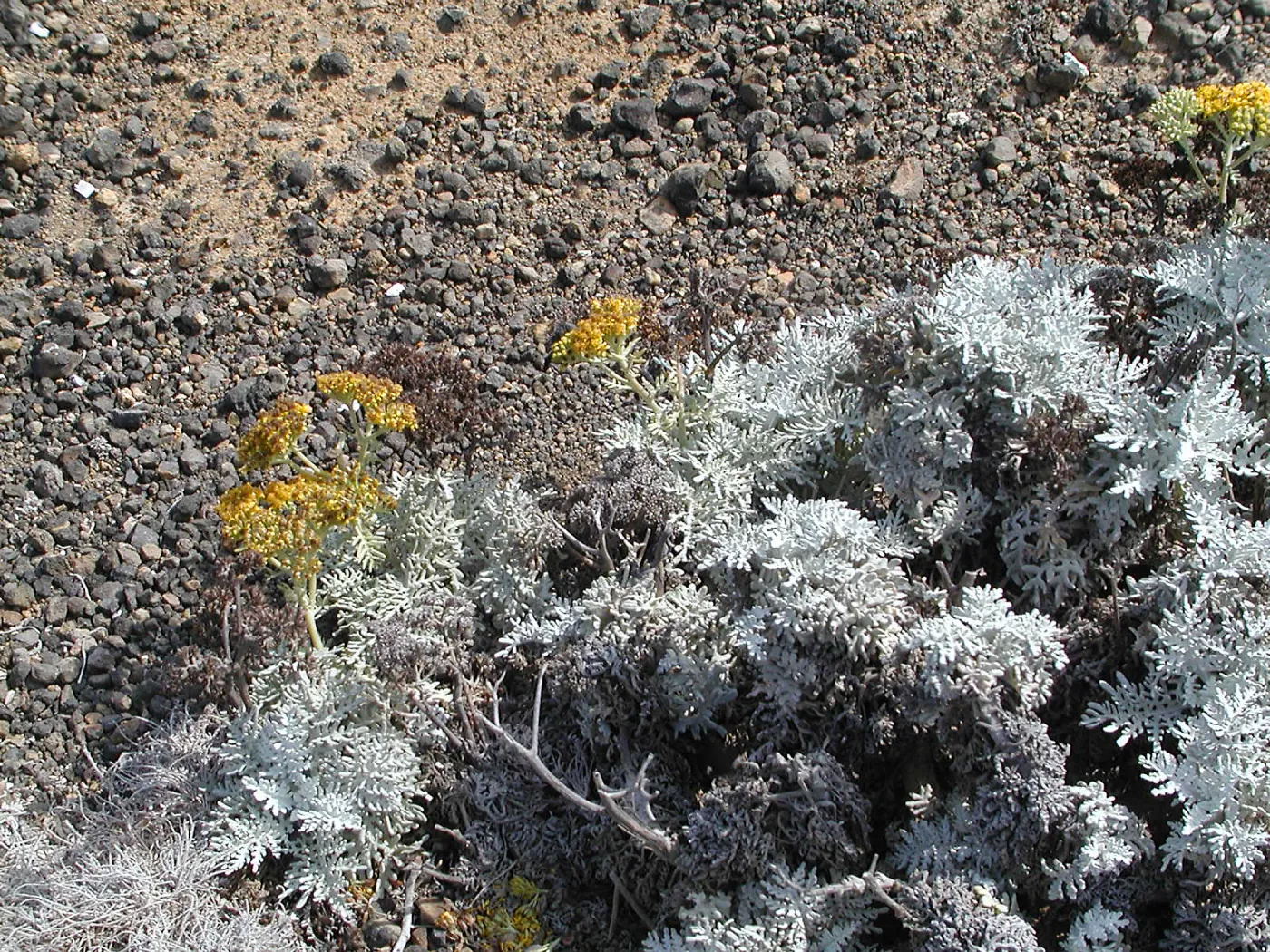 Santa Barbara Island Trip, Eriophyllum
