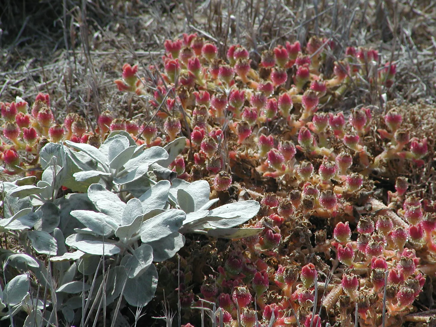 Santa Barbara Island Trip