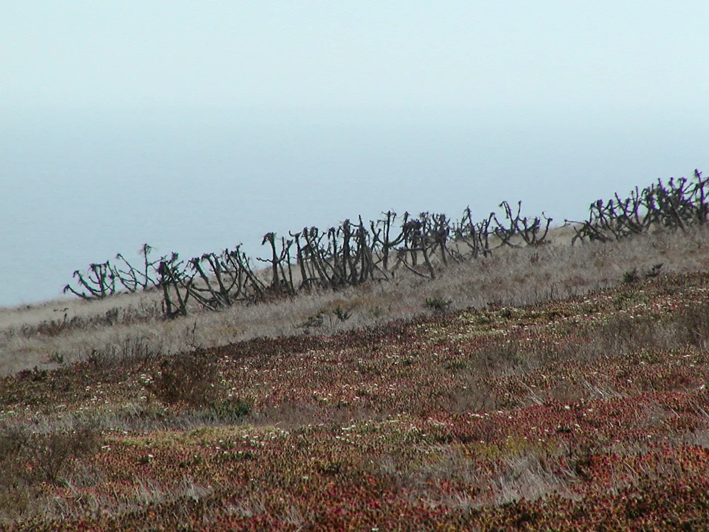 Santa Barbara Island Trip, dormant coreopsis