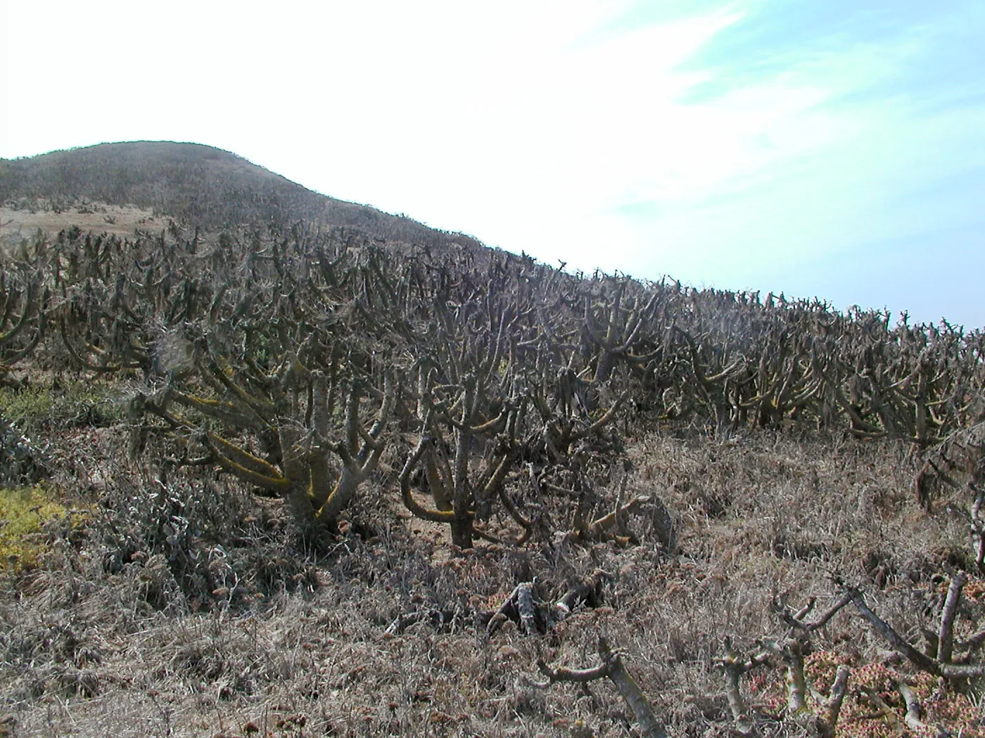 Santa Barbara Island Trip, Coreopsis forest