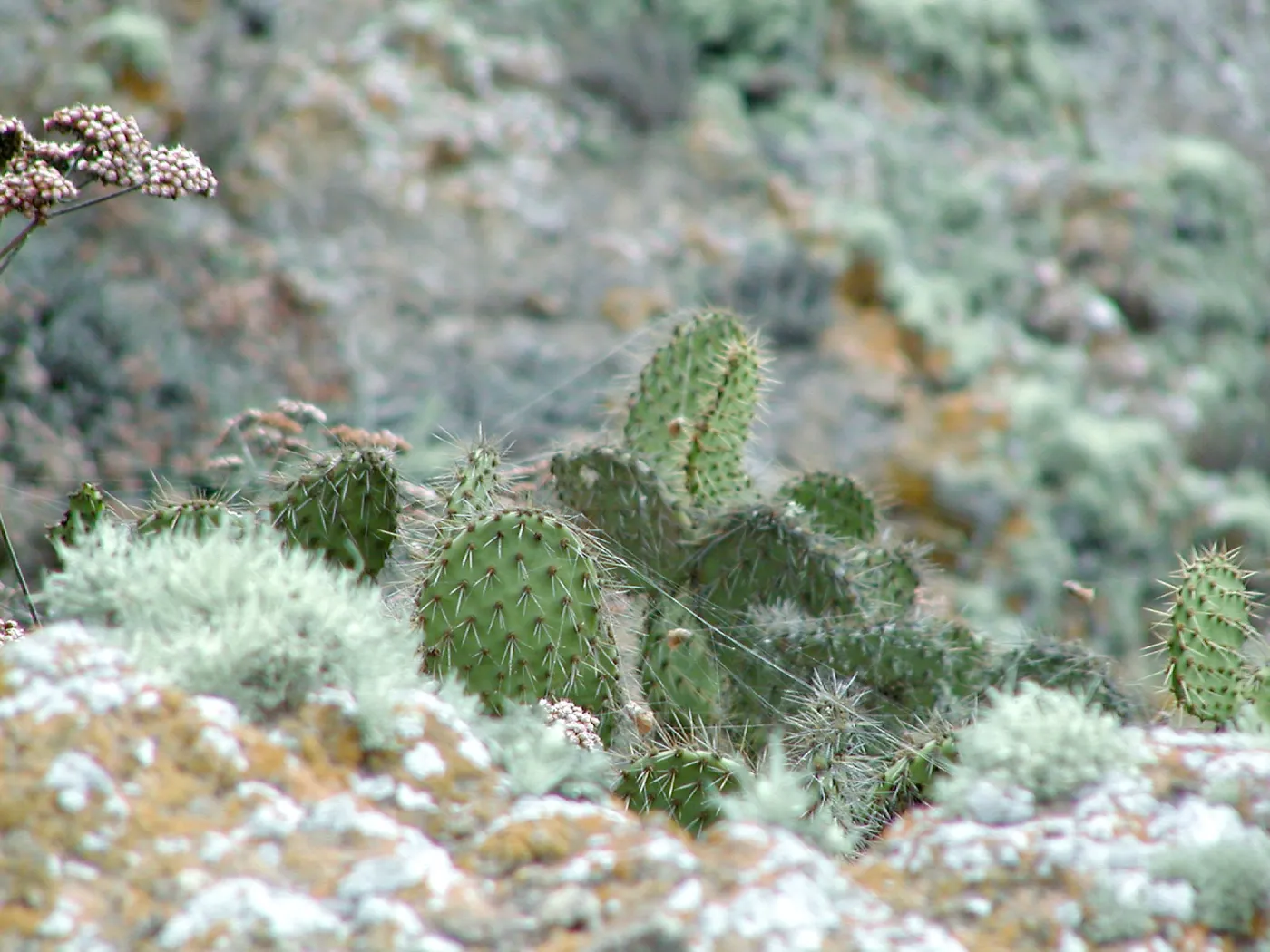 Santa Barbara Island Trip, opuntia (Prickly-pear)