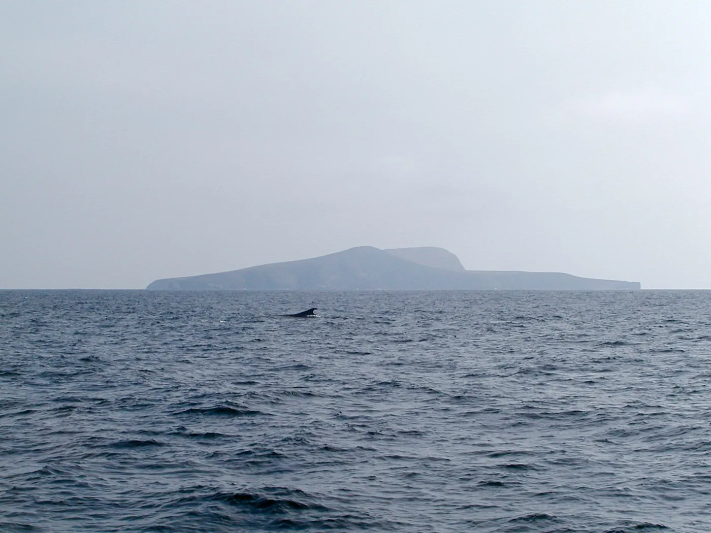 Santa Barbara Island Trip, Fin Whale & SB Is