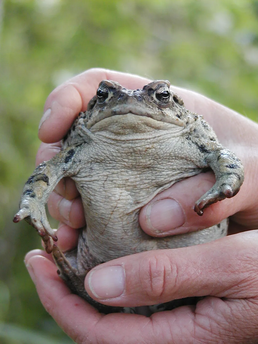 Summer Camp 2003, Thomas the Toad