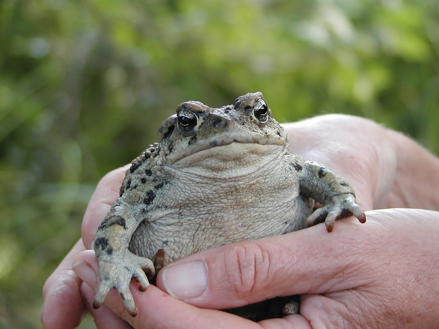 Summer Camp 2003, Thomas the Toad