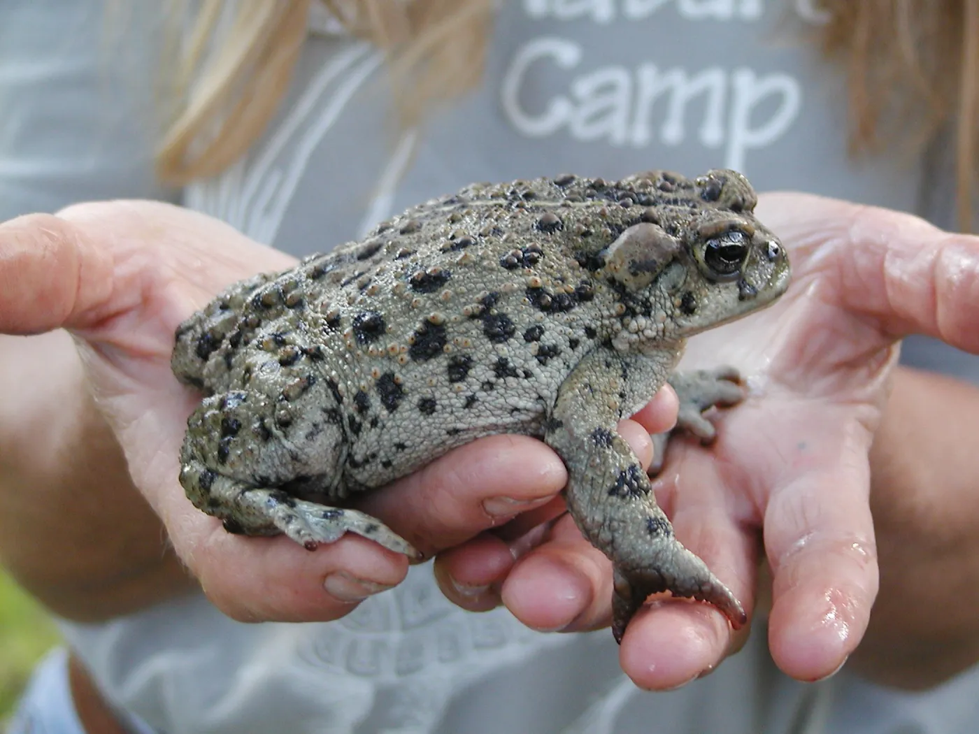 Summer Camp 2003, Thomas the Toad
