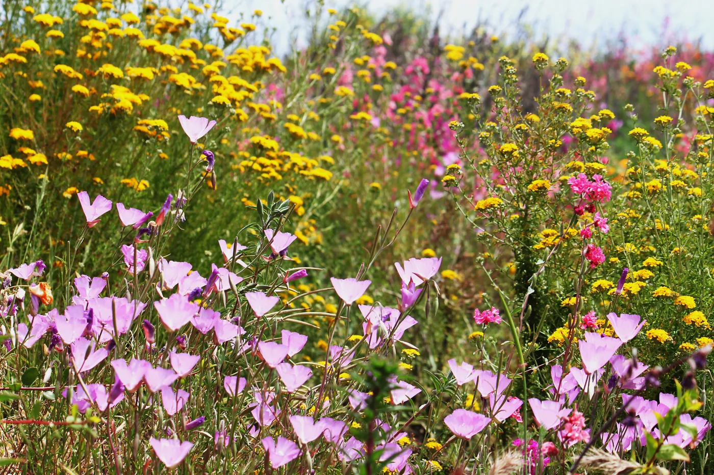 Wildflowers