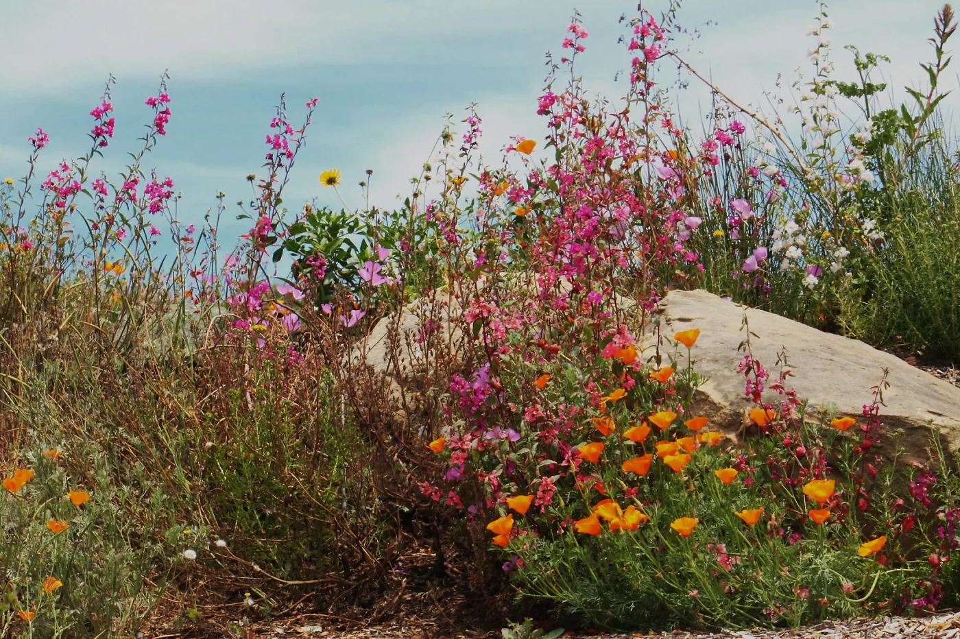 Wildflowers