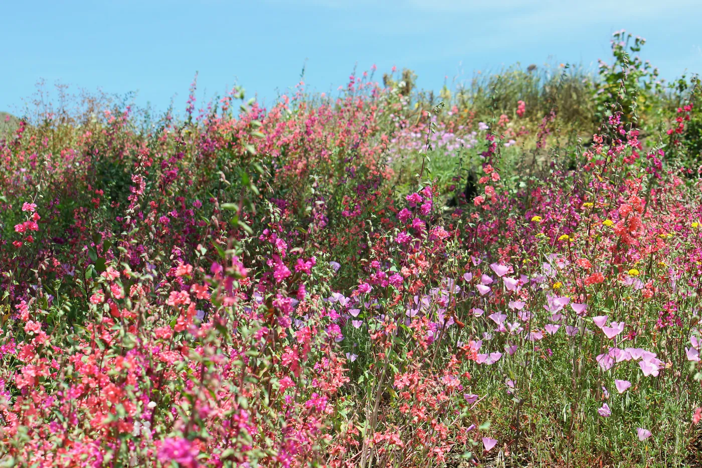 Wildflowers