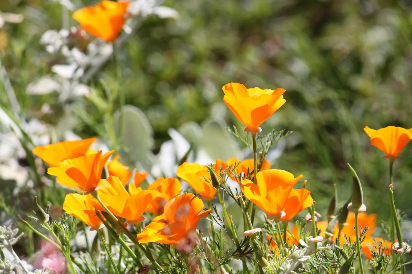 California poppies