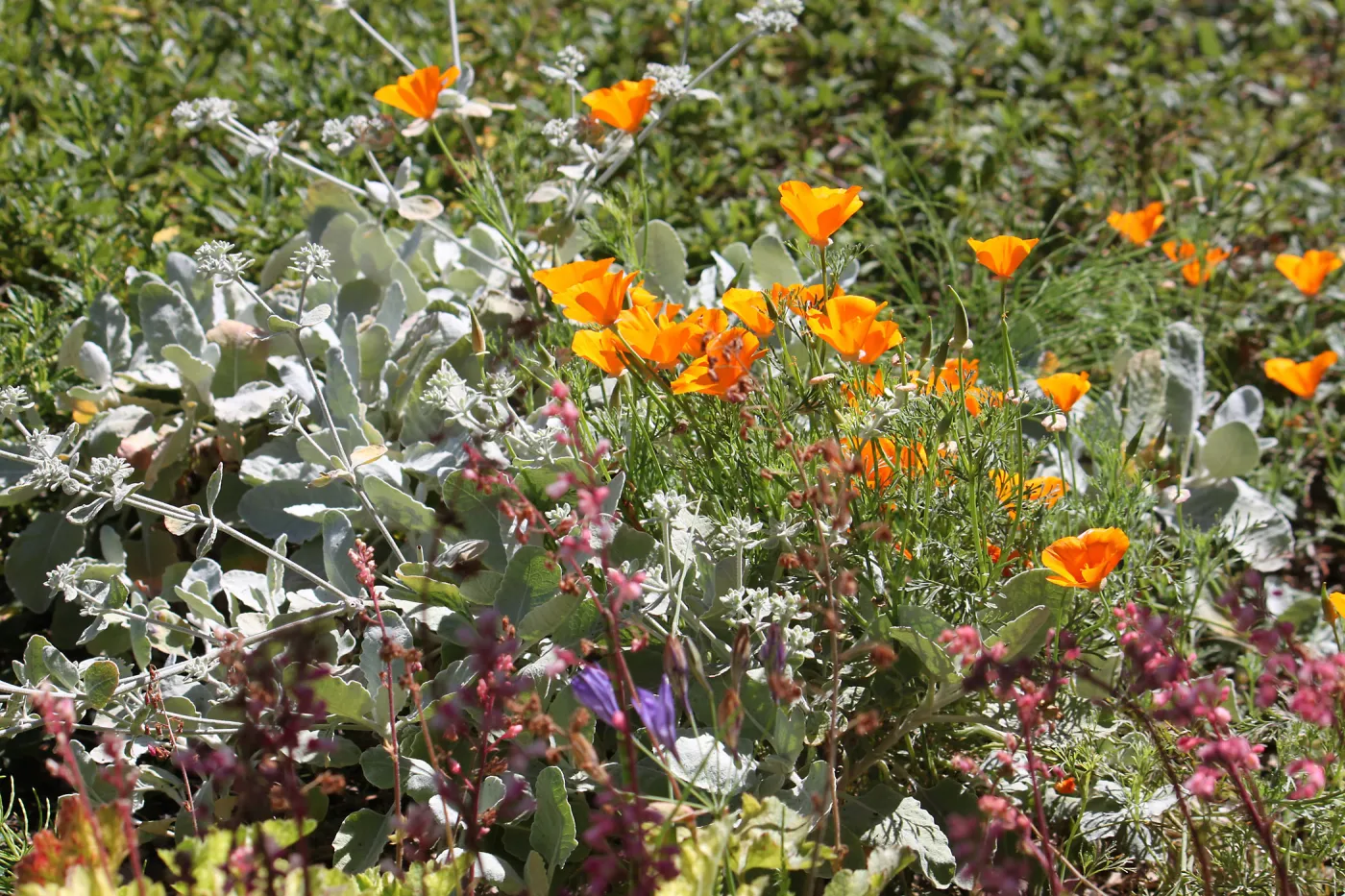 California poppies