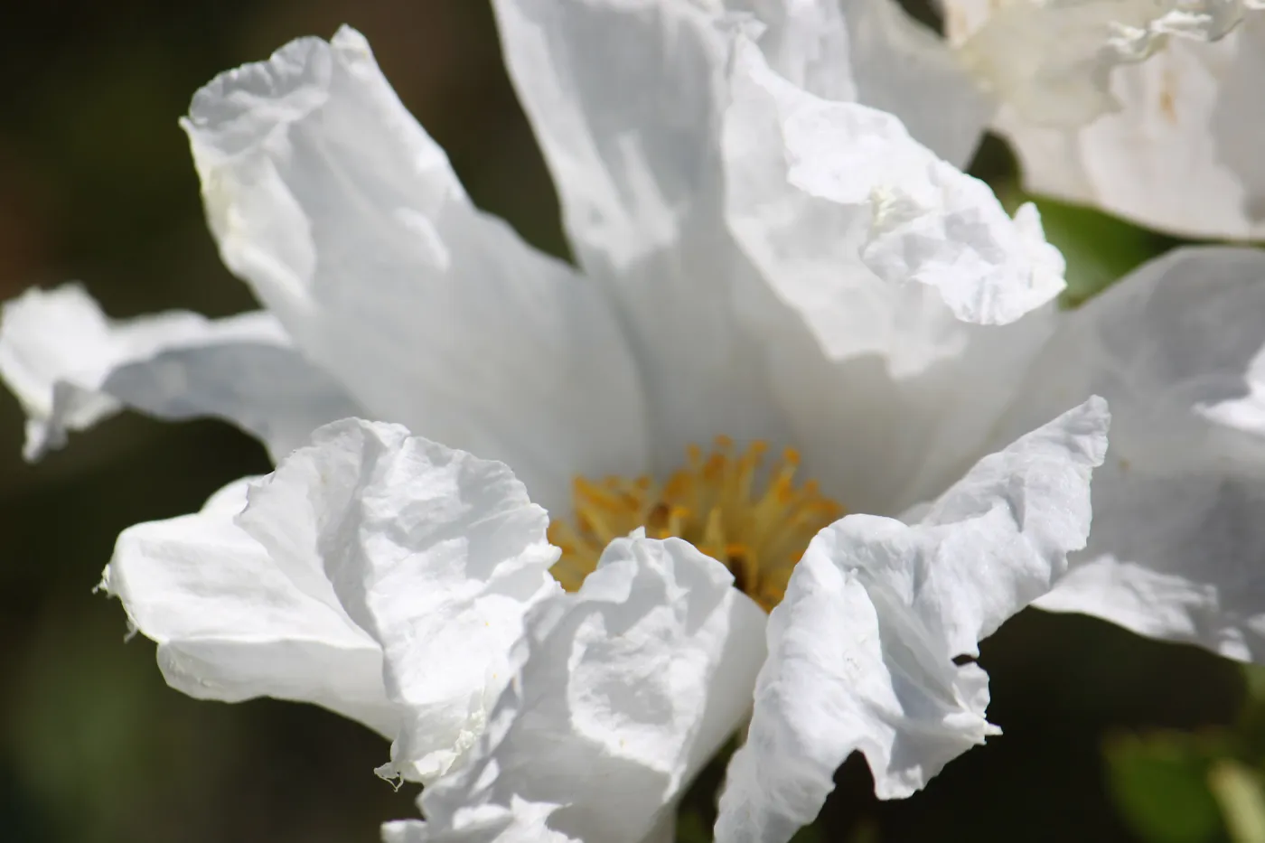 Matilija poppy